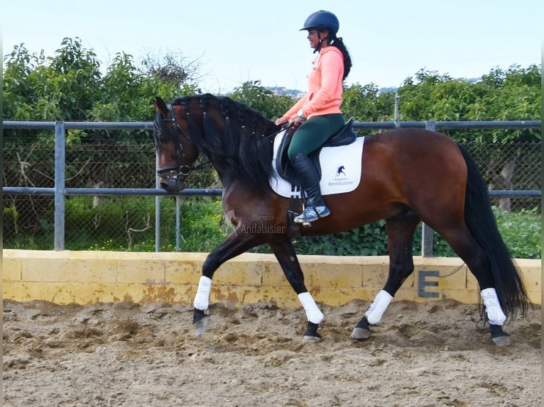 PRE Hengst 5 Jahre 166 cm Brauner in Provinz Malaga