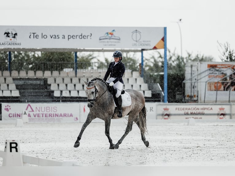 PRE Mix Hengst 5 Jahre 166 cm Fliegenschimmel in San Lorenzo De El Escorial