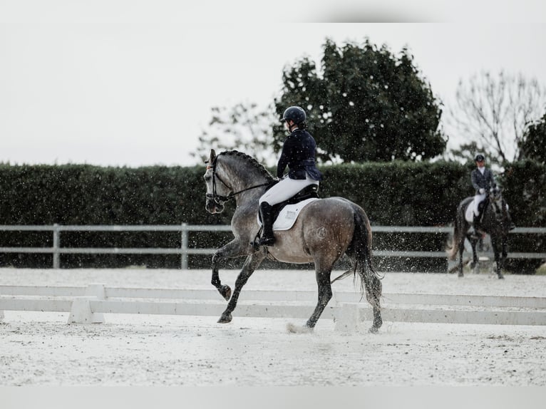 PRE Mix Hengst 5 Jahre 166 cm Fliegenschimmel in San Lorenzo De El Escorial