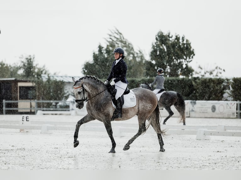 PRE Mix Hengst 5 Jahre 166 cm Fliegenschimmel in San Lorenzo De El Escorial