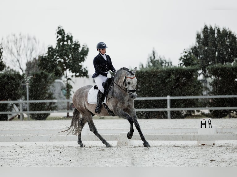PRE Mix Hengst 5 Jahre 166 cm Fliegenschimmel in San Lorenzo De El Escorial