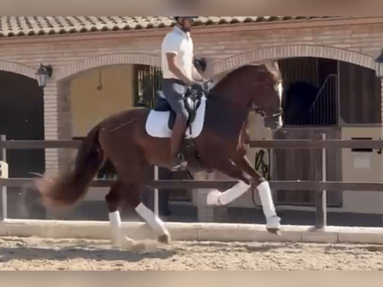 PRE Mix Hengst 5 Jahre 166 cm Fuchs in Santa Perpetua de Mogoda