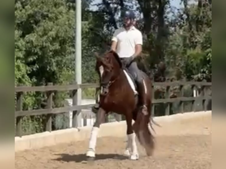 PRE Mix Hengst 5 Jahre 166 cm Fuchs in Santa Perpetua de Mogoda