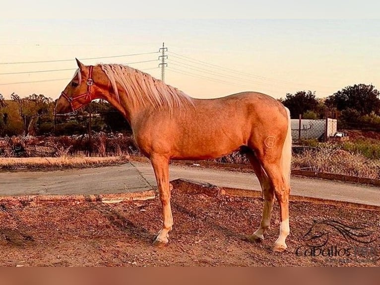 PRE Mix Hengst 5 Jahre 166 cm Palomino in Merida