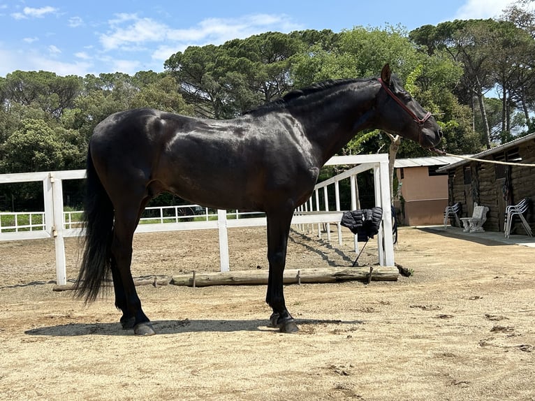 PRE Hengst 5 Jahre 166 cm Rappe in Palafolls