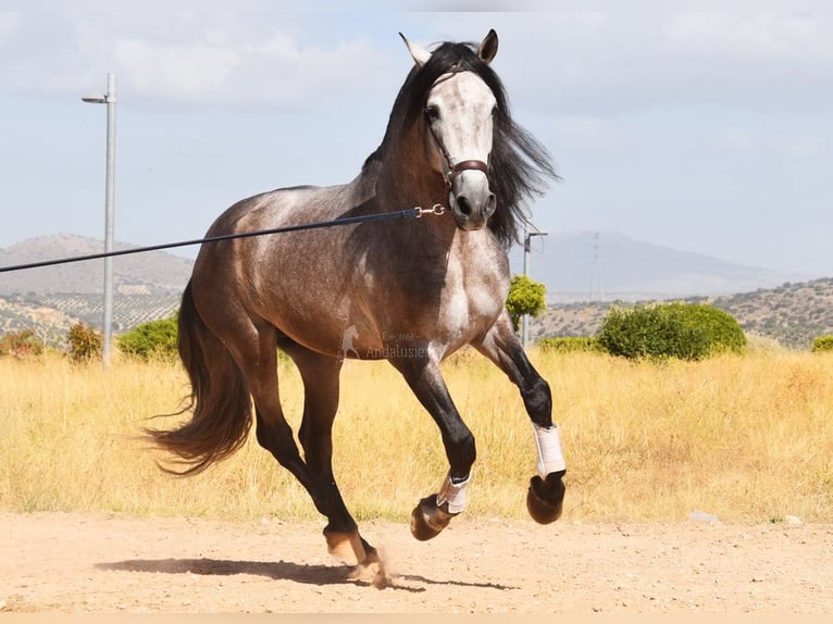 PRE Mix Hengst 5 Jahre 166 cm Schimmel in Provinz Granada