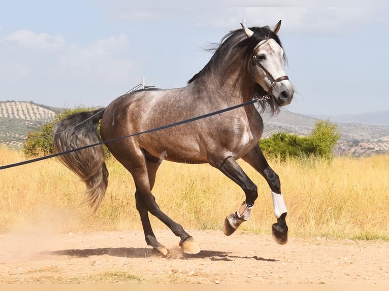 PRE Mix Hengst 5 Jahre 166 cm Schimmel in Provinz Granada