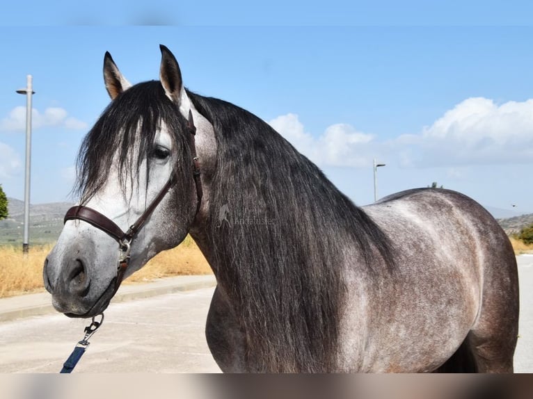 PRE Mix Hengst 5 Jahre 166 cm Schimmel in Provinz Granada