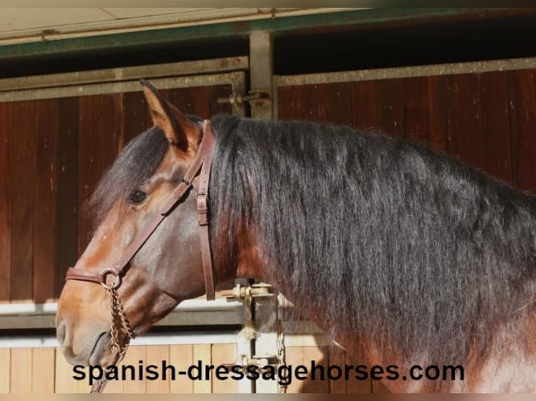 PRE Hengst 5 Jahre 167 cm Brauner in Barcelona