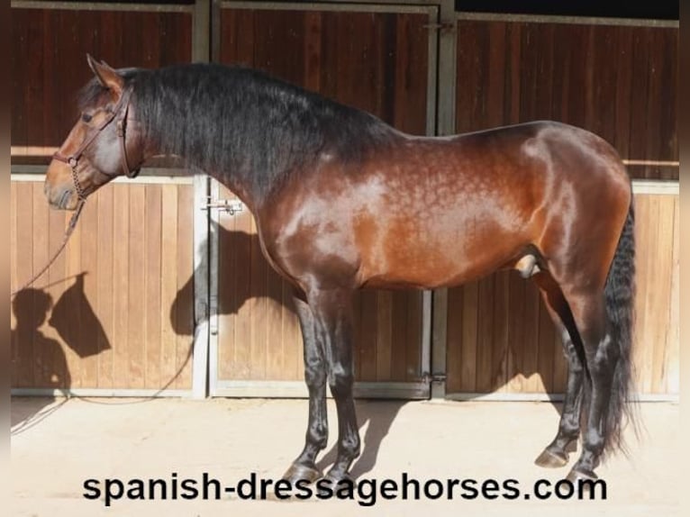 PRE Hengst 5 Jahre 167 cm Brauner in Barcelona
