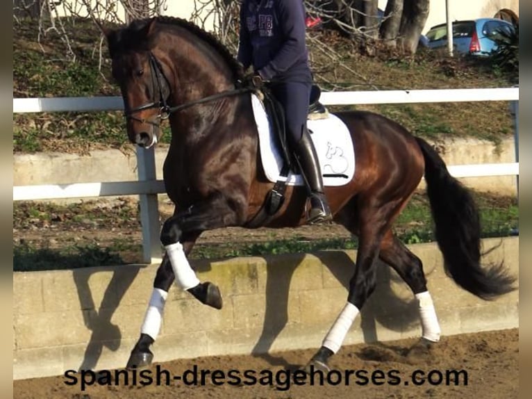 PRE Hengst 5 Jahre 167 cm Brauner in Barcelona