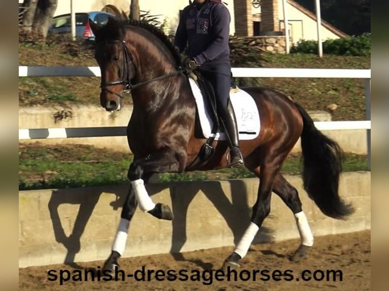 PRE Hengst 5 Jahre 167 cm Brauner in Barcelona