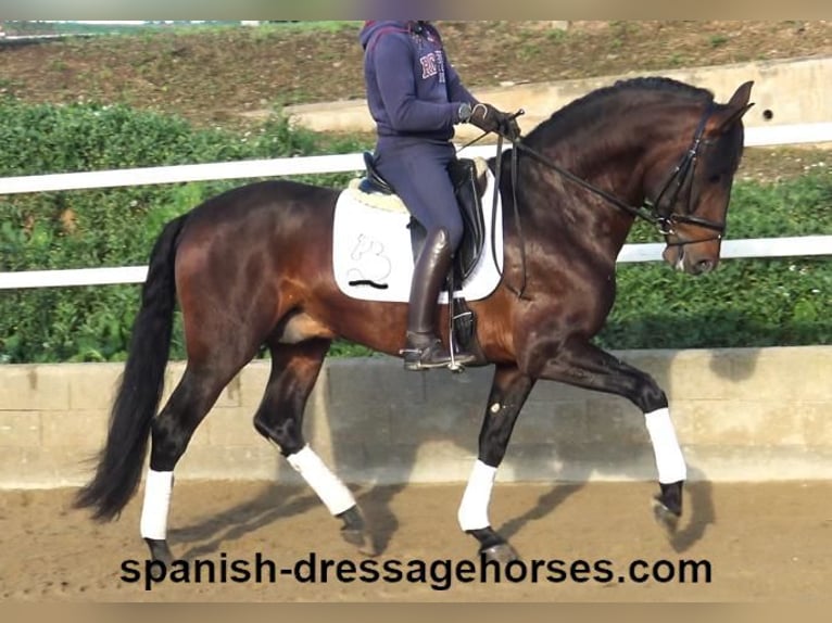 PRE Hengst 5 Jahre 167 cm Brauner in Barcelona