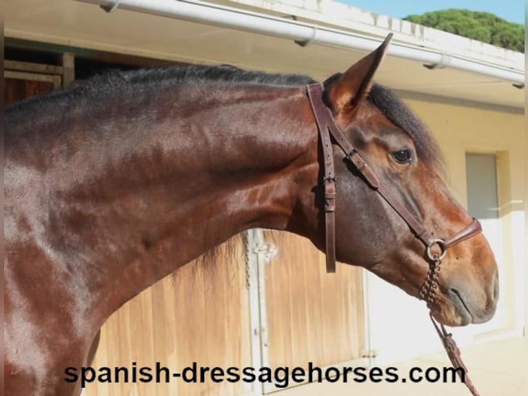 PRE Hengst 5 Jahre 167 cm Brauner in Barcelona