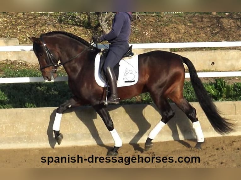 PRE Hengst 5 Jahre 167 cm Brauner in Barcelona