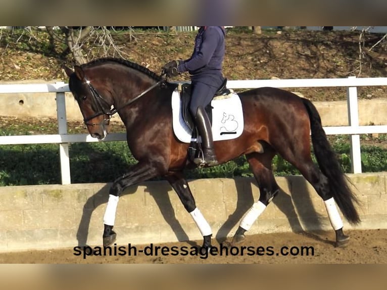PRE Hengst 5 Jahre 167 cm Brauner in Barcelona