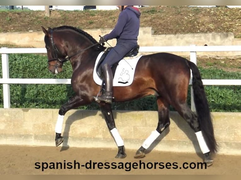 PRE Hengst 5 Jahre 167 cm Brauner in Barcelona