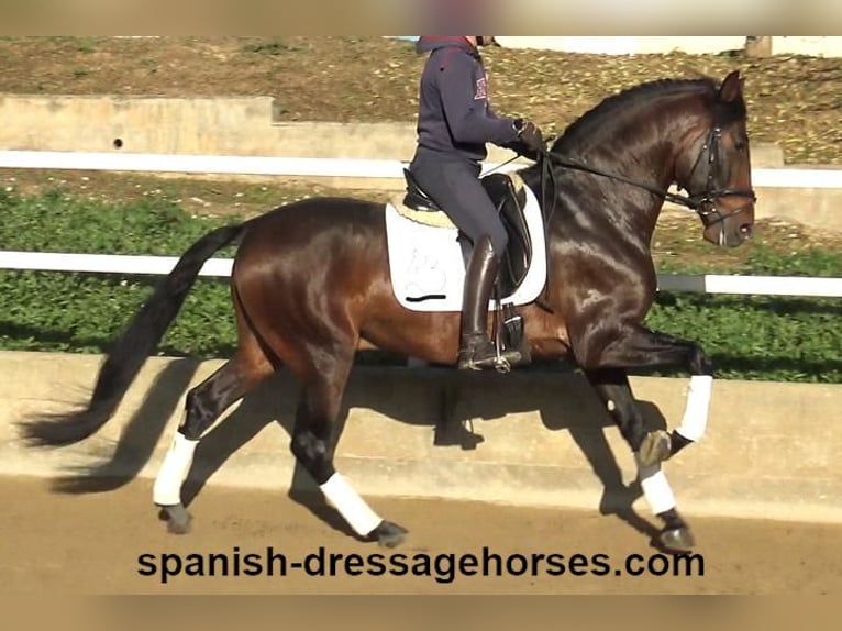 PRE Hengst 5 Jahre 167 cm Brauner in Barcelona