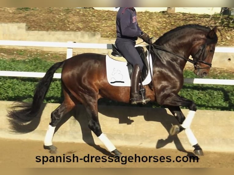 PRE Hengst 5 Jahre 167 cm Brauner in Barcelona