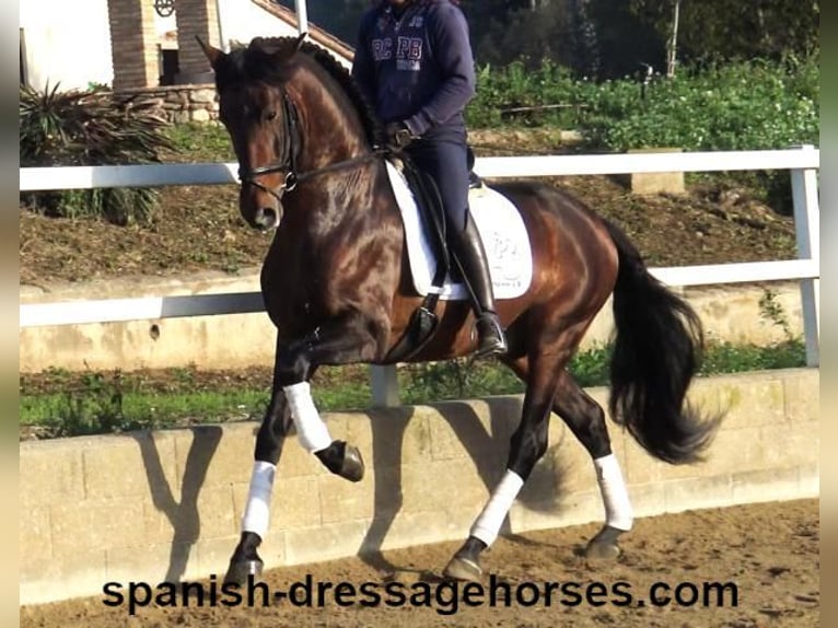PRE Hengst 5 Jahre 167 cm Brauner in Barcelona