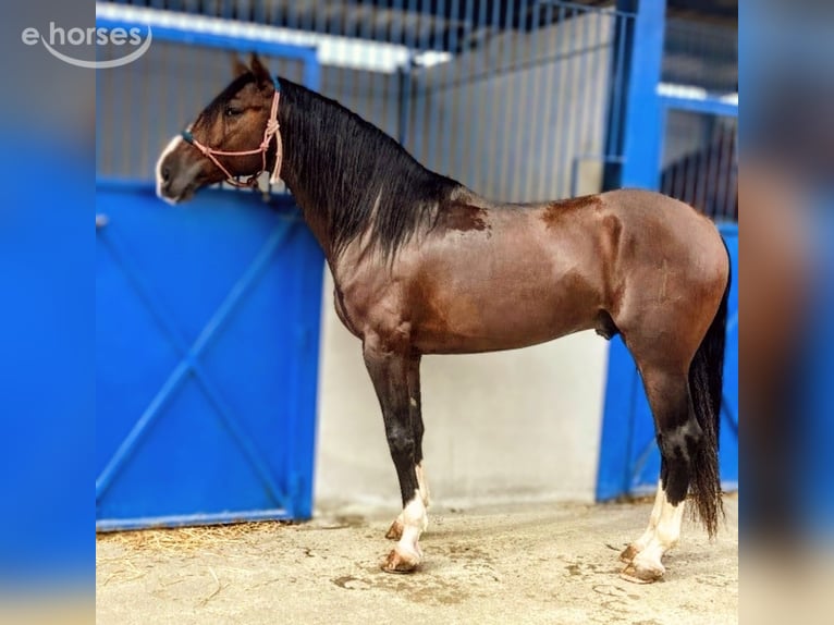 PRE Hengst 5 Jahre 167 cm Brauner in Sevilla