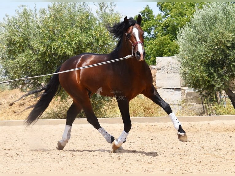 PRE Hengst 5 Jahre 167 cm in Provinz Granada