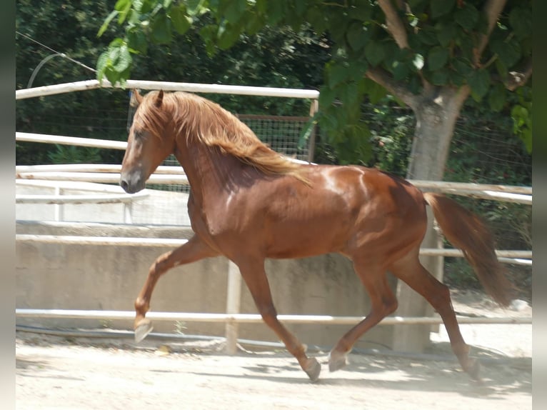 PRE Mix Hengst 5 Jahre 167 cm Fuchs in Beauvechain
