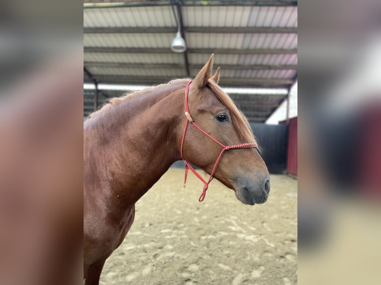 PRE Mix Hengst 5 Jahre 167 cm Fuchs in Beauvechain
