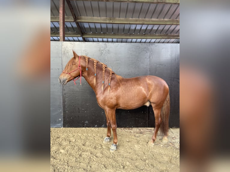 PRE Mix Hengst 5 Jahre 167 cm Fuchs in Beauvechain