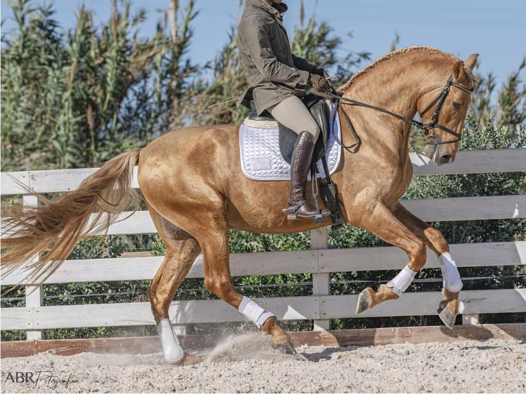 PRE Mix Hengst 5 Jahre 167 cm Palomino in NAVAS DEL MADRONO