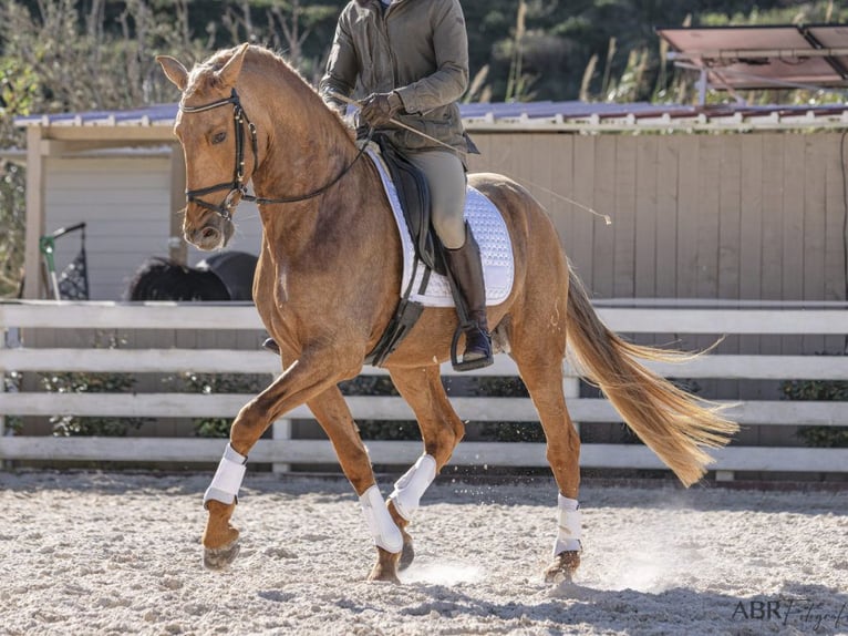 PRE Mix Hengst 5 Jahre 167 cm Palomino in NAVAS DEL MADRONO