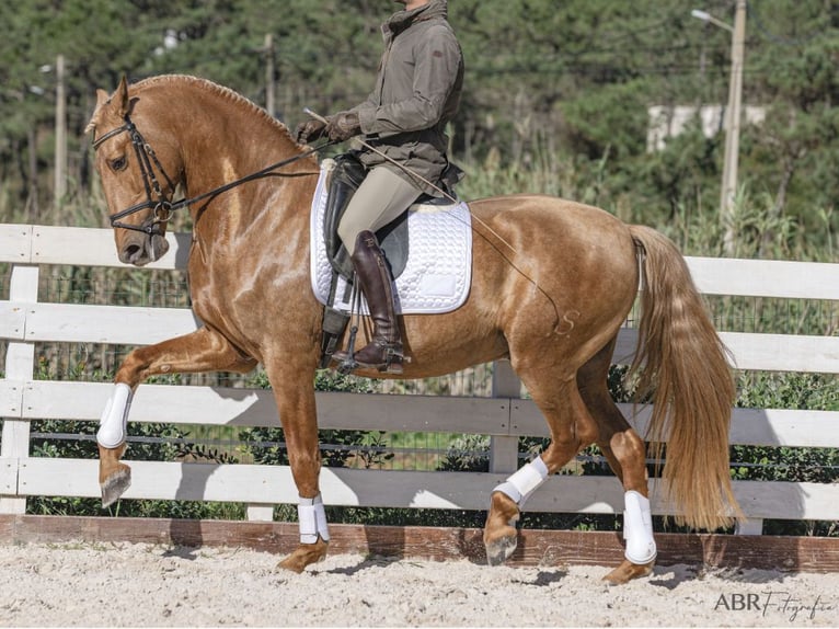 PRE Mix Hengst 5 Jahre 167 cm Palomino in NAVAS DEL MADRONO