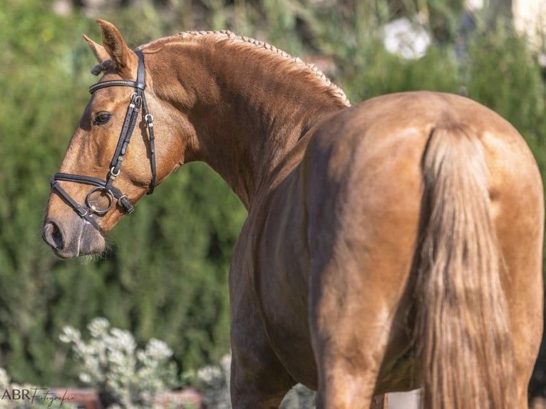 PRE Mix Hengst 5 Jahre 167 cm Palomino in NAVAS DEL MADRONO