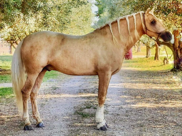 PRE Mix Hengst 5 Jahre 167 cm Palomino in Navas Del Madroño