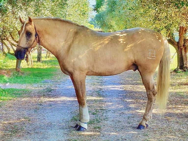 PRE Mix Hengst 5 Jahre 167 cm Palomino in Navas Del Madroño