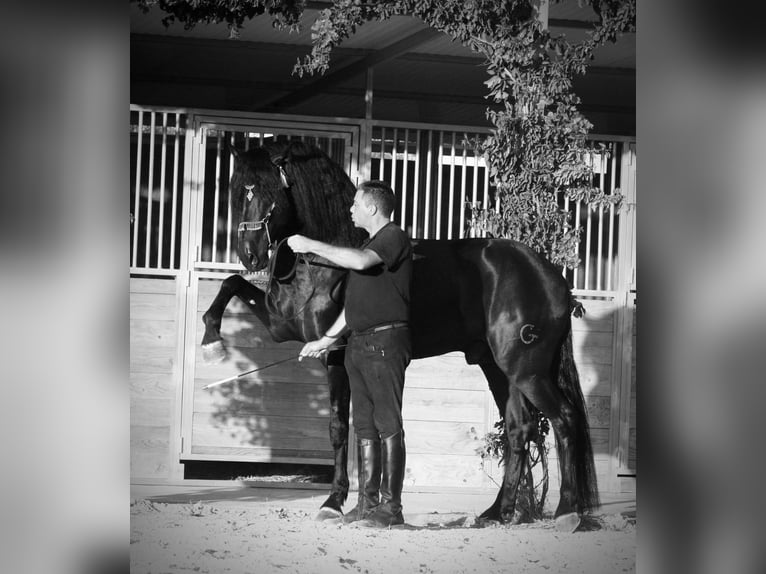 PRE Mix Hengst 5 Jahre 167 cm Rappe in Jerez de la Frontera