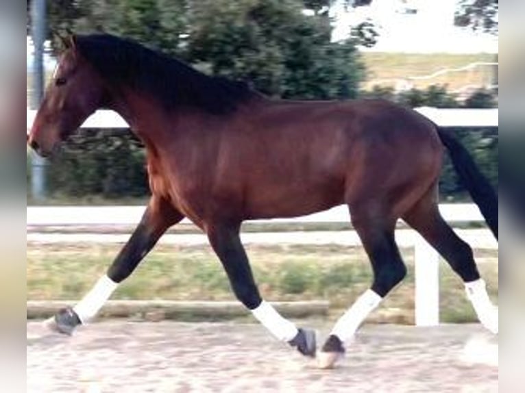 PRE Mix Hengst 5 Jahre 167 cm Rotbrauner in MADRID