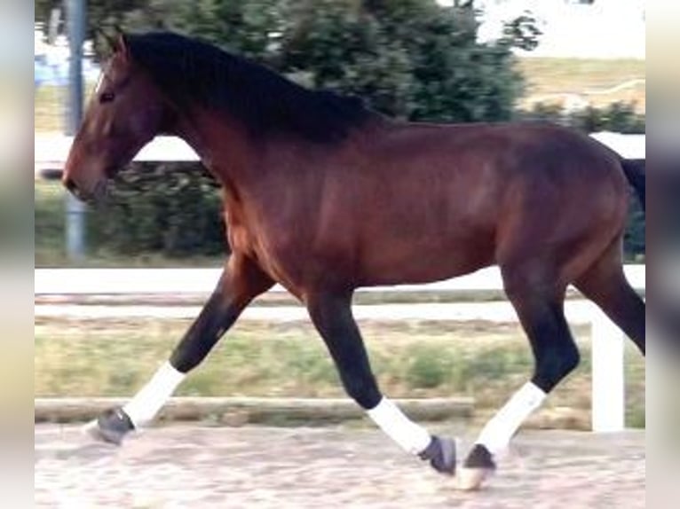 PRE Mix Hengst 5 Jahre 167 cm Rotbrauner in MADRID