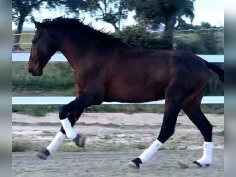 PRE Mix Hengst 5 Jahre 167 cm Rotbrauner in MADRID