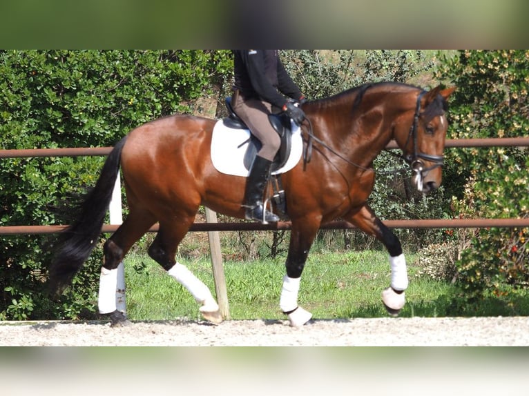 PRE Mix Hengst 5 Jahre 167 cm Rotbrauner in NAVAS DEL MADRONO