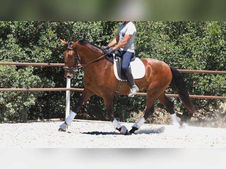 PRE Mix Hengst 5 Jahre 167 cm Rotbrauner in NAVAS DEL MADRONO