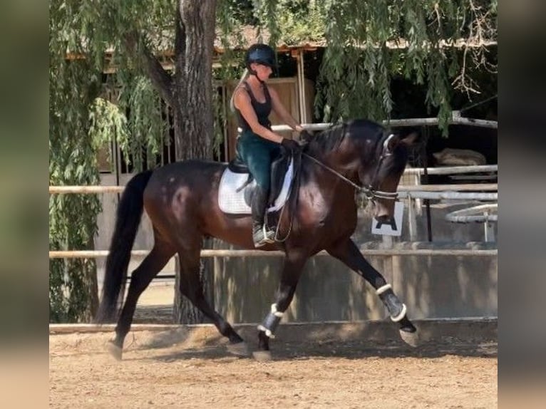PRE Hengst 5 Jahre 167 cm Rotbrauner in Granollers