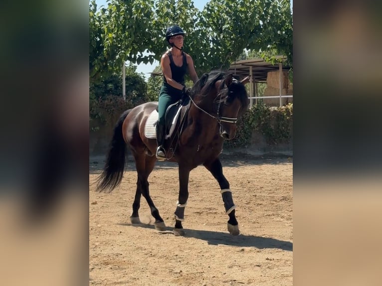 PRE Hengst 5 Jahre 167 cm Rotbrauner in Granollers