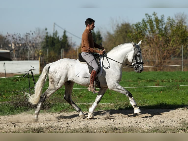 PRE Mix Hengst 5 Jahre 167 cm Schimmel in Armilla