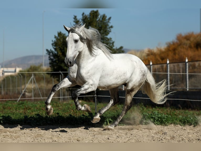 PRE Mix Hengst 5 Jahre 167 cm Schimmel in Armilla