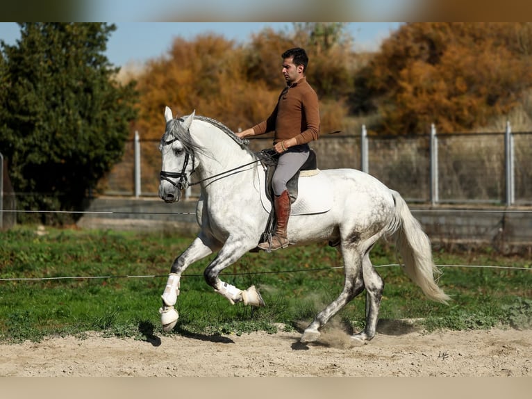 PRE Mix Hengst 5 Jahre 167 cm Schimmel in Armilla