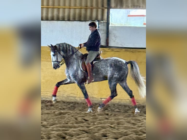 PRE Mix Hengst 5 Jahre 167 cm Schimmel in Fuentes De Andalucia