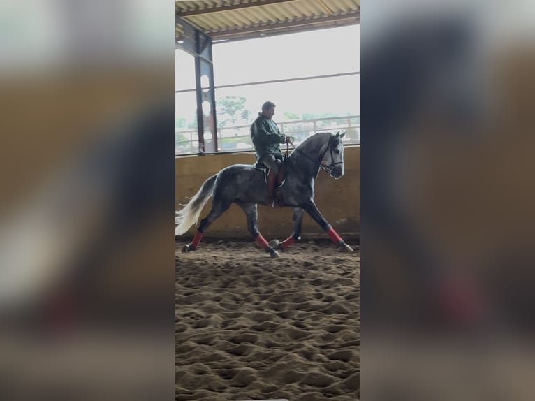 PRE Mix Hengst 5 Jahre 167 cm Schimmel in Fuentes De Andalucia