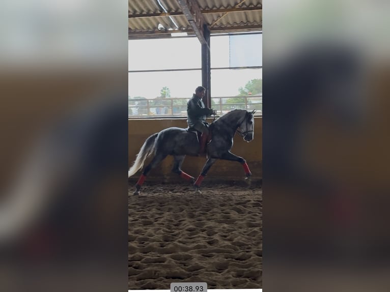 PRE Mix Hengst 5 Jahre 167 cm Schimmel in Fuentes De Andalucia