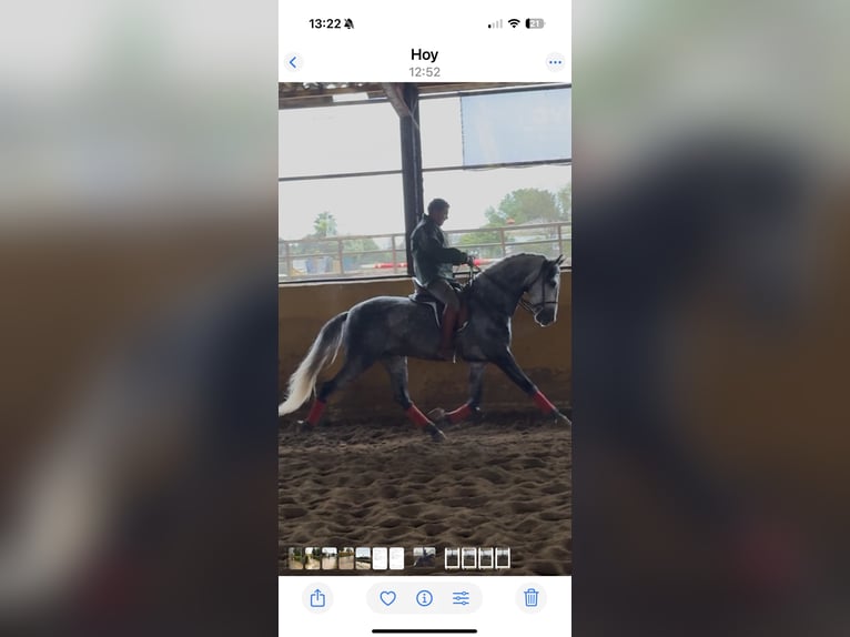 PRE Mix Hengst 5 Jahre 167 cm Schimmel in Fuentes De Andalucia